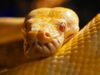 Close-up of burmese python
