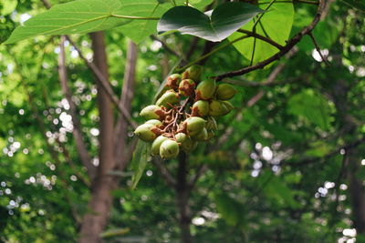 Low angle view of fruits on tree