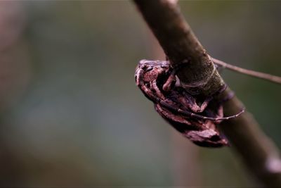 Close-up of longhorn beetle on the branch