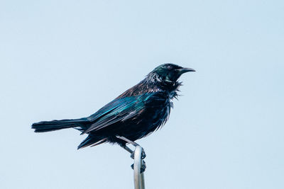 Close-up of bird perching against clear sky - tui