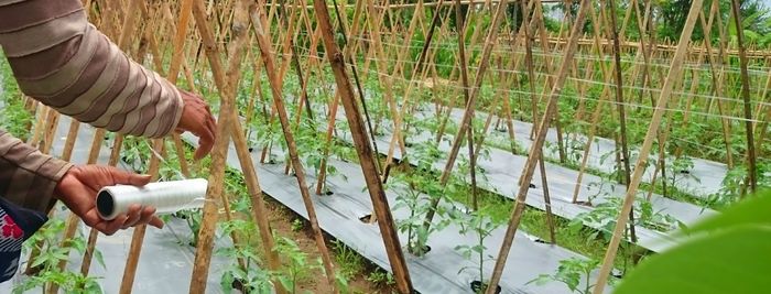 Close-up of man working on plants