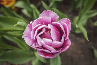 Close-up of flower blooming outdoors