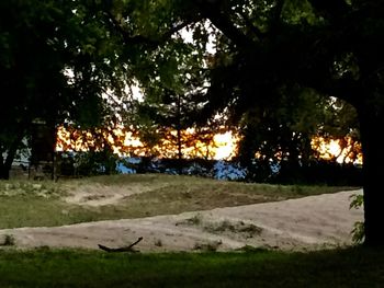 View of trees on field during sunset