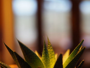 Close-up of succulent plant