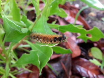 Close-up of insect on plant