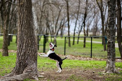 Dog running on field