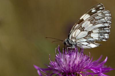 Close-up of butterfly on flower