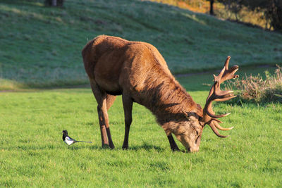 Side view of a stag on field and maggie 