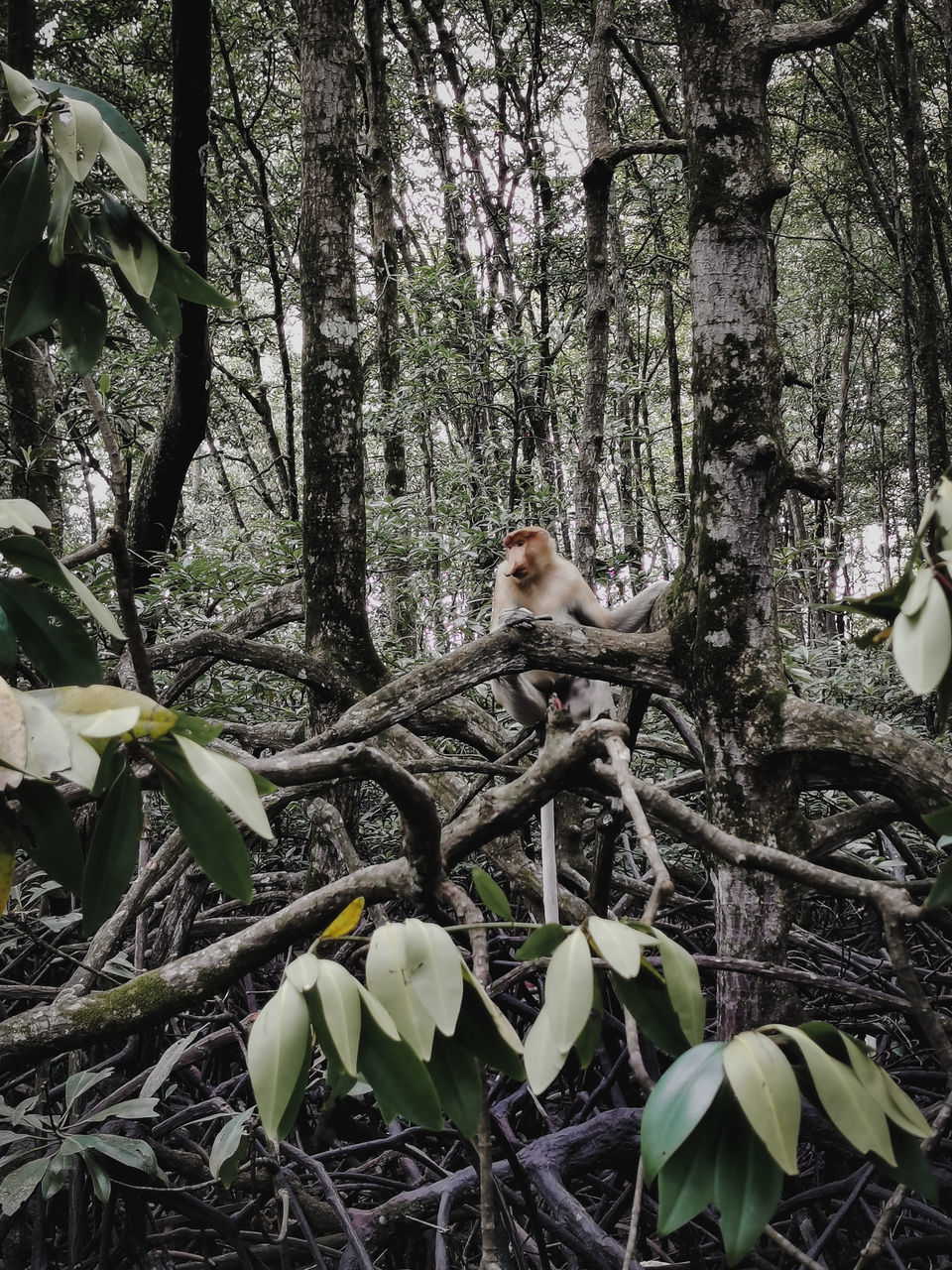 VIEW OF A CAT ON TREE