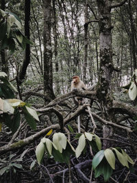 Cat in a forest