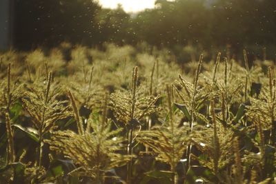 Close-up of plants on field