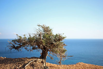 Dry little tree on sea cliff at blue sky