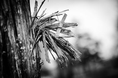 Close-up of plant against blurred background