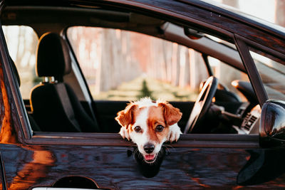 Portrait of dog in car