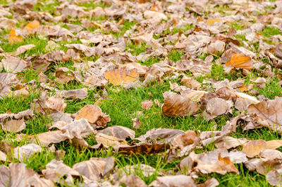 Close-up of fallen dry leaves on field