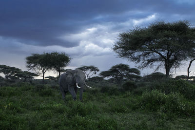 Elephant amidst plants against cloudy sky at dusk