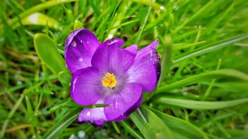 Close-up of purple crocus flower on field