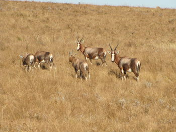 Herd of blesboek on dry savannah, swaziland