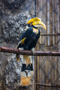 Close-up of wreathed hornbill perching on wood at zoo