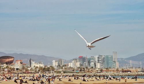Seagulls flying against sky
