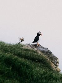 Puffins perching on a land