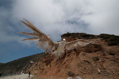 Seagull flying at beach by mountains against sky