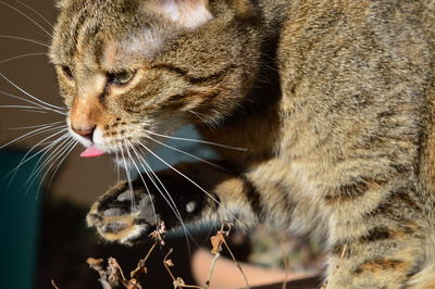 Close-up of cat