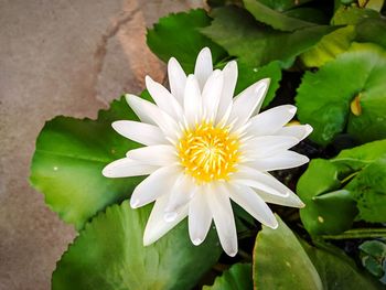 Close-up of white flowering plant