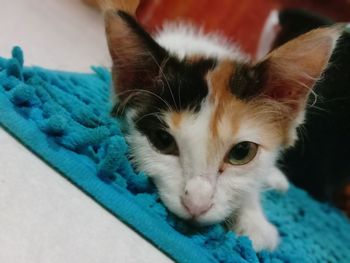 Close-up portrait of a cat