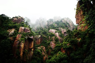 Low angle view of trees on mountain