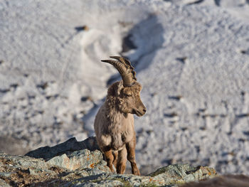 Young ibex by rocky terrain high above glacier