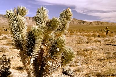 View of desert against cloudy sky