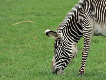 Zebras in a field