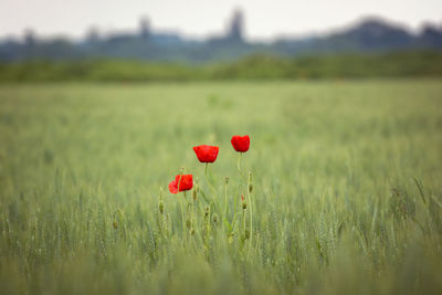 Close-up of red flowers in field