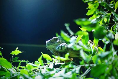 Close-up of reptile amidst plants