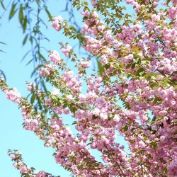 Low angle view of pink flowering tree