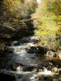 River flowing in forest