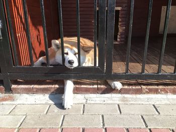 Portrait of dog relaxing on metal outdoors