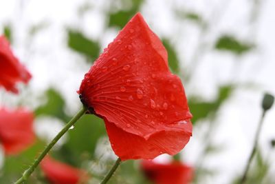 Close-up of red rose flower