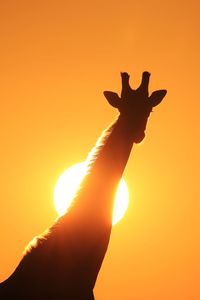 Close-up of silhouette giraffe against orange sky