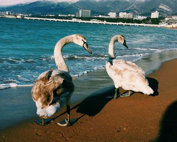 Swans on sea shore