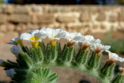 Close-up of cactus plant