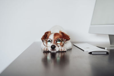 Cute jack russell dog wearing eye wear working on laptop at home office. pets indoors and technology