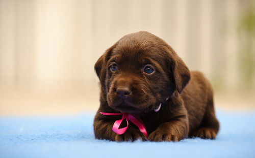 View of black labrador resting in kennel