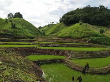 Scenic view of agricultural field against sky