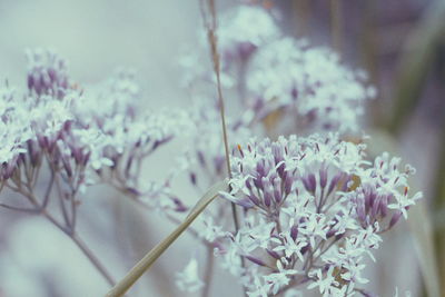 Close-up of flowering plant