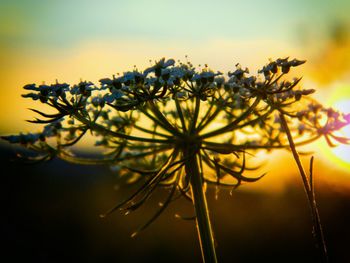 Close-up of plant against sunset