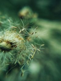 Close-up of dandelion plant