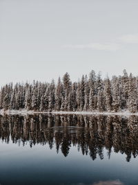 Reflection of trees in lake against sky