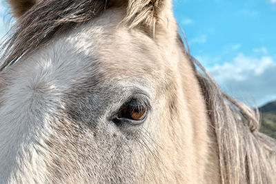Close up portrait of white horse head. white horse's eye with long eyelashes. 